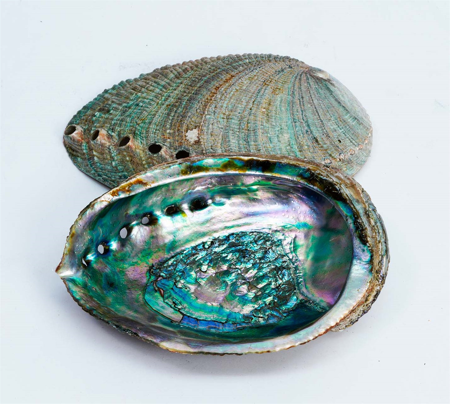 Green/Blue Large Abalone Shell