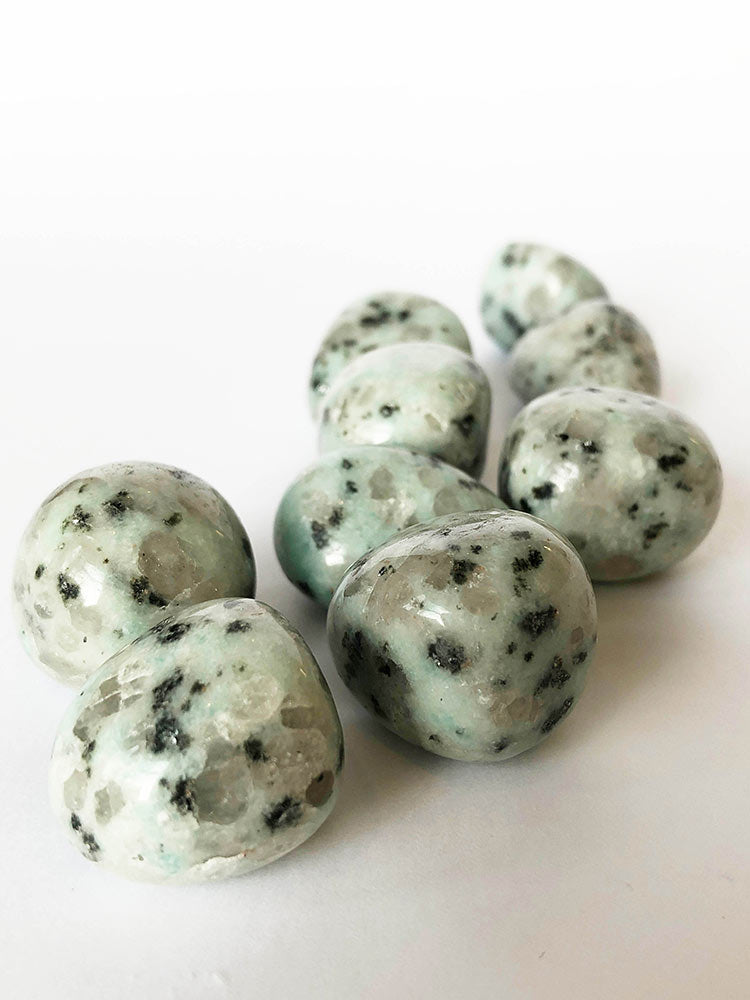 Kiwi Jasper