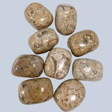 Agatized Coral