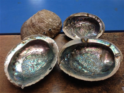 Abalone Shell 4" - 5"