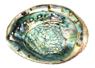 Abalone Shell