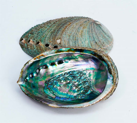 Green/Blue Large Abalone Shell
